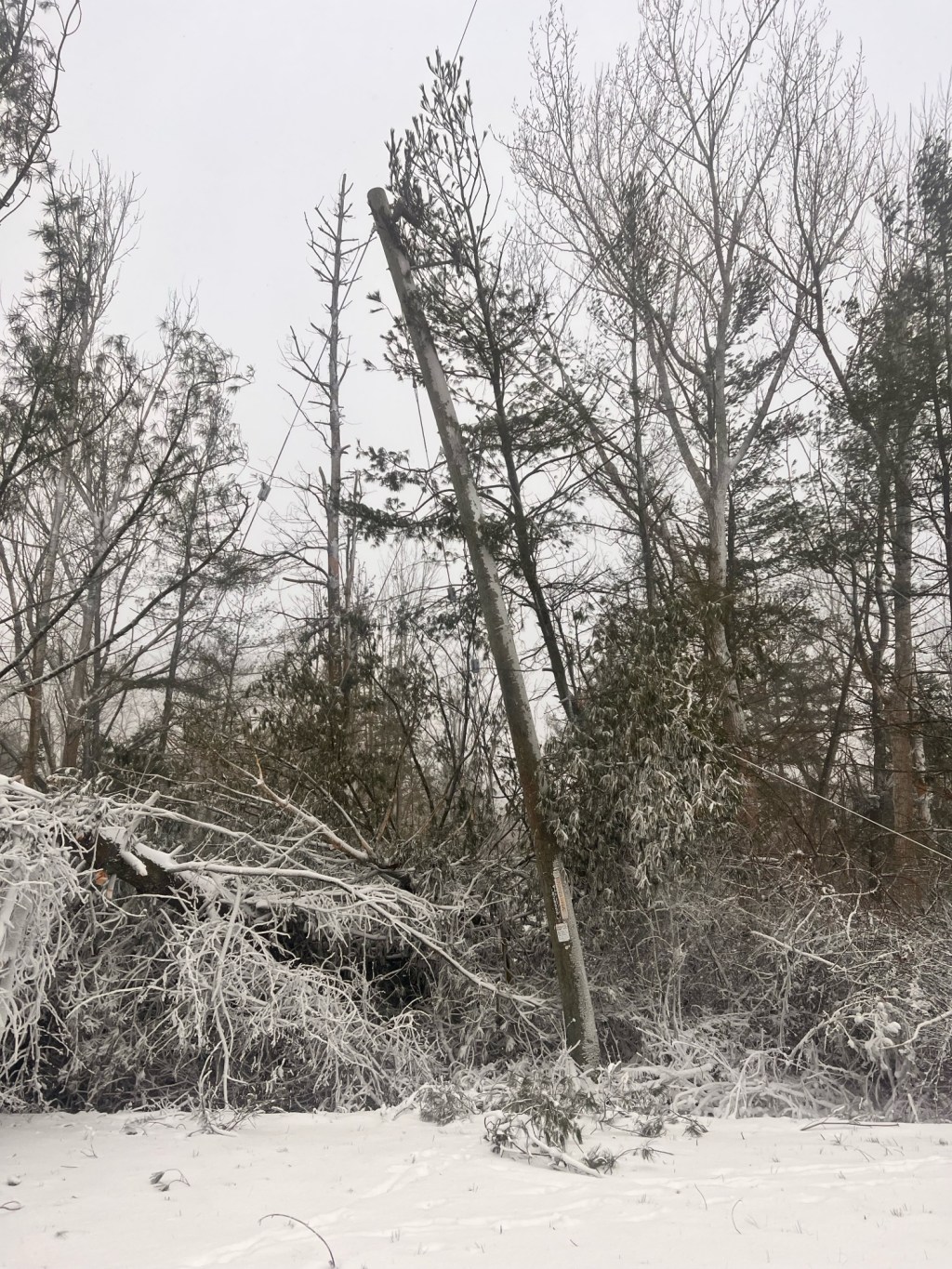 Prepare Your Power Lines for Winter: Why Maintenance is Essential and Why Polecat Power Line Company is Your Best&nbsp;Choice