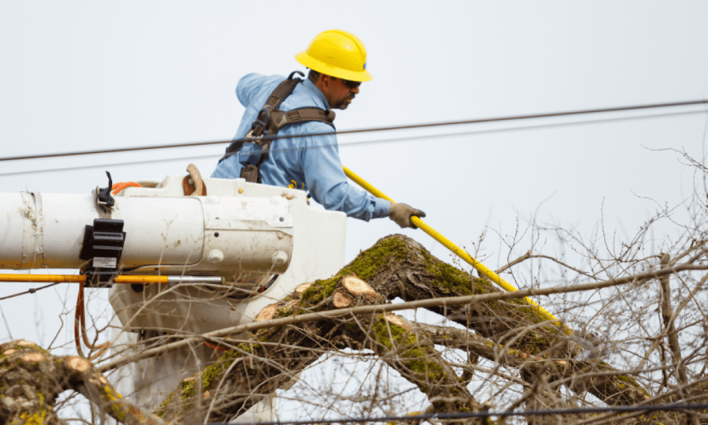 Keep the Power Flowing: Professional Tree Trimming & Removal Services by Polecat Power Line&nbsp;Company